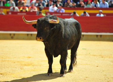 Arena içinde çalışan boğa mücadele