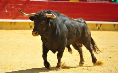 Arena içinde çalışan boğa mücadele
