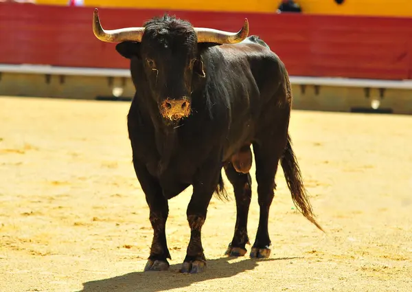 Touro Espanhol Correndo Tournée — Fotografia de Stock