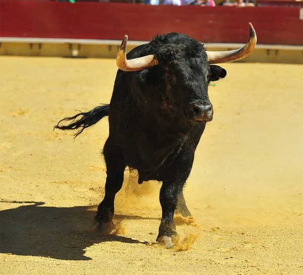 Spanska Tjuren Kör Tjurfäktningsarena — Stockfoto