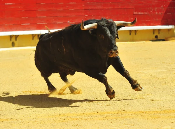 Touro Espanhol Correndo Tournée — Fotografia de Stock