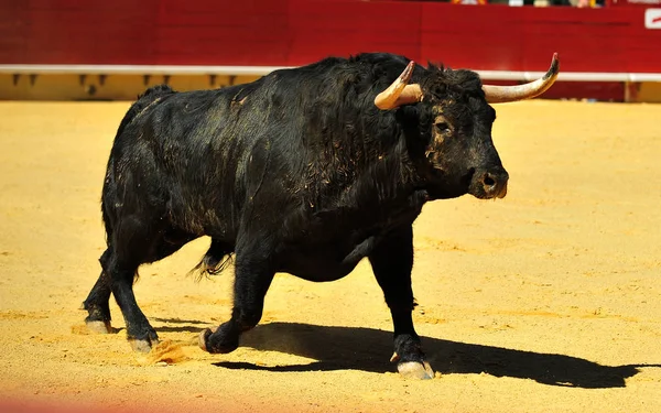Fighting Bull Kör Tjurfäktningsarena — Stockfoto