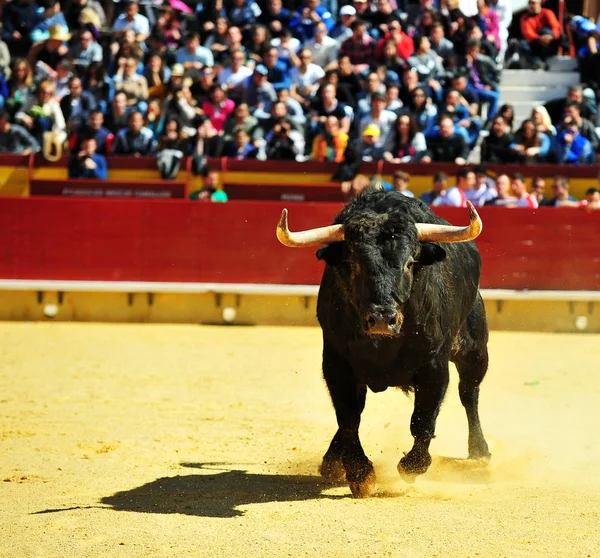 Toro Lucha Corriendo Plaza Toros —  Fotos de Stock