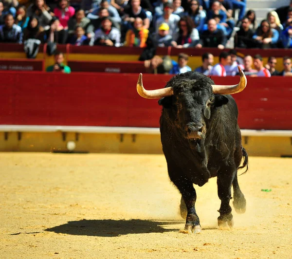 Bojování Býka Aréně — Stock fotografie