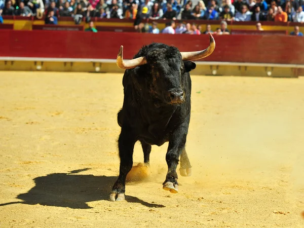 Arena içinde çalışan boğa mücadele