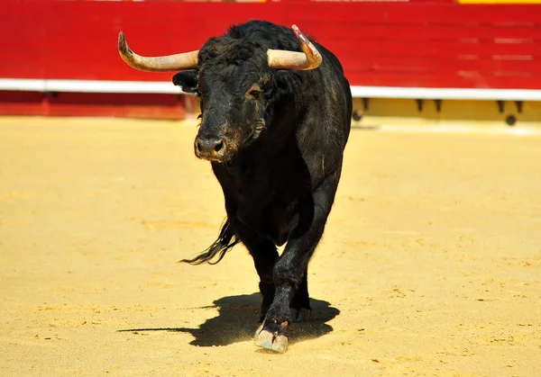 Combattere Toro Esecuzione Bullring — Foto Stock