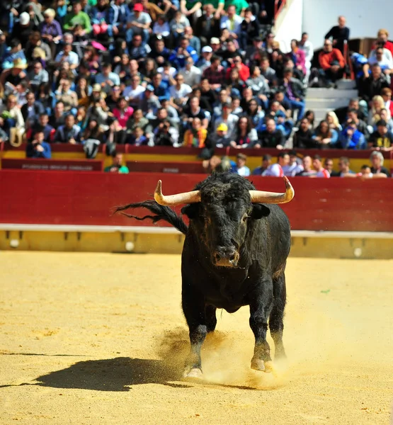 Toro Lucha Corriendo Plaza Toros — Foto de Stock