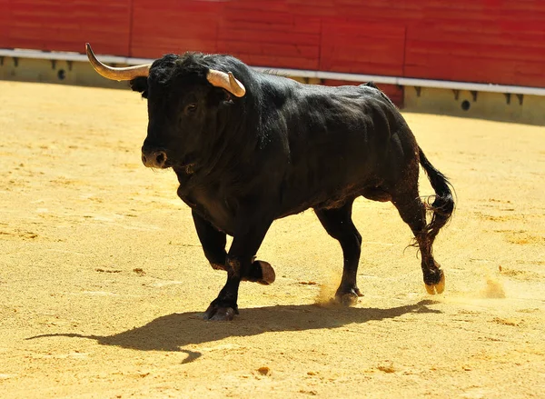 Combattere Toro Esecuzione Bullring — Foto Stock