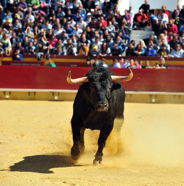 Toro Lucha Corriendo Plaza Toros — Foto de Stock