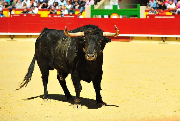 Taureau Combat Cours Exécution Dans Arène — Photo