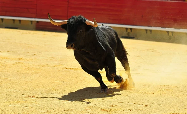 Arena içinde çalışan boğa mücadele