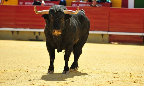 Arena içinde çalışan boğa mücadele