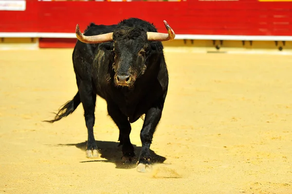 Fighting Bull Running Bullring — Stock Photo, Image