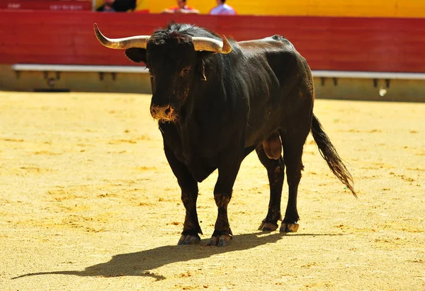 Fighting Bull Kör Tjurfäktningsarena — Stockfoto