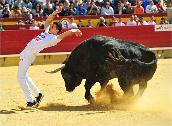 Taureau Combat Cours Exécution Dans Arène — Photo