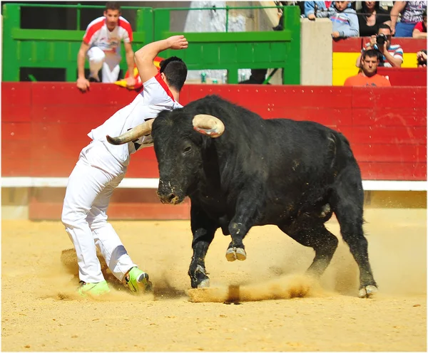 Taureau Combat Cours Exécution Dans Arène — Photo