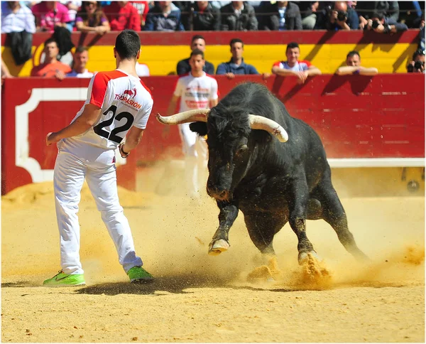 Combattere Toro Esecuzione Bullring — Foto Stock