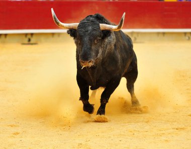 İspanya'da bullring içinde çalışan büyük boynuzları boğa