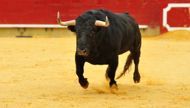 İspanya'da bullring içinde çalışan büyük boynuzları boğa