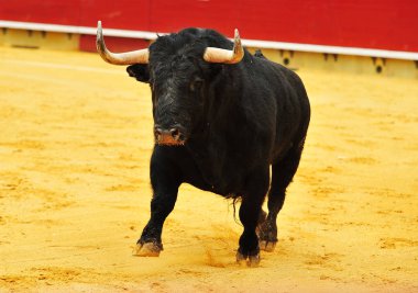 İspanya'da bullring içinde çalışan büyük boynuzları boğa