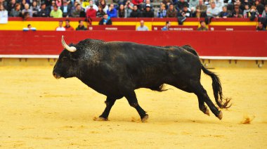 İspanya'da bullring içinde çalışan büyük boynuzları boğa