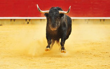 İspanya'da bullring içinde çalışan büyük boynuzları boğa