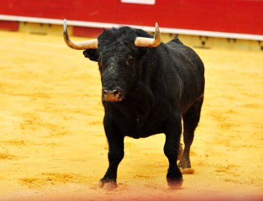 İspanya'da bullring içinde çalışan büyük boynuzları boğa