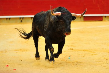 İspanya'da bullring içinde çalışan büyük boynuzları boğa