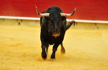 İspanya'da bullring içinde çalışan büyük boynuzları boğa