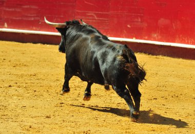 İspanya'da boğa boynuzları ile
