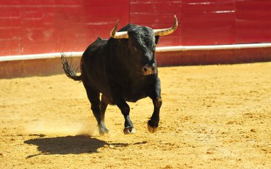 İspanya'da boğa boynuzları ile