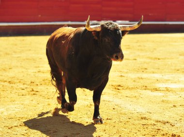 İspanya'da boğa boynuzları ile