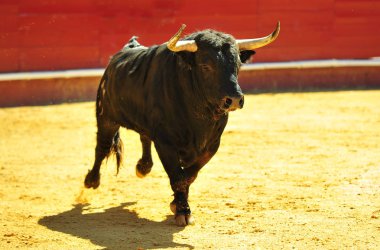 İspanya'da boğa boynuzları ile