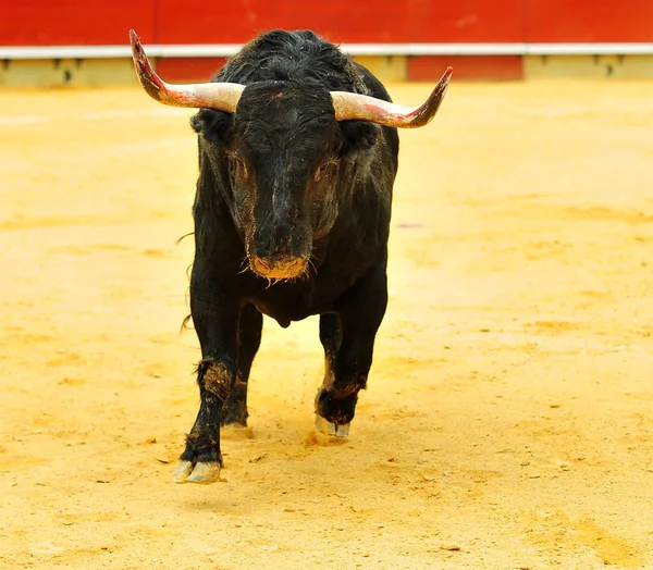 Stier Spanien Mit Großen Hörnern Läuft Stierkampfarena — Stockfoto