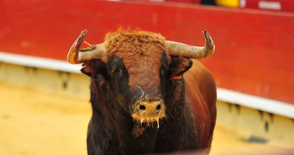 Bull Spain Big Horns Running Bullring — Stock Photo, Image
