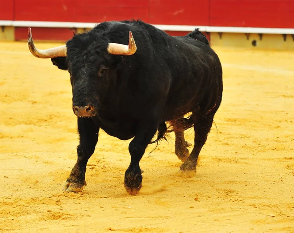 Taureau Espagne Avec Grandes Cornes Courant Dans Les Arènes — Photo