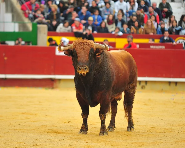 Toro España Con Cuernos Grandes Corriendo Plaza Toros —  Fotos de Stock