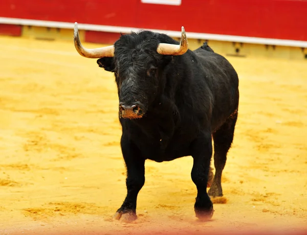 在西班牙的公牛与大角运行斗牛场 — 图库照片