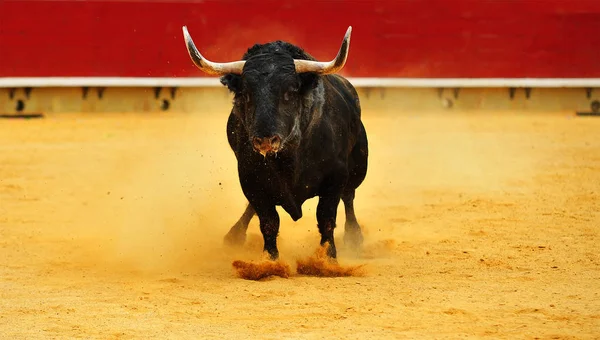Stier Spanje Met Grote Horens Uitgevoerd Arena — Stockfoto
