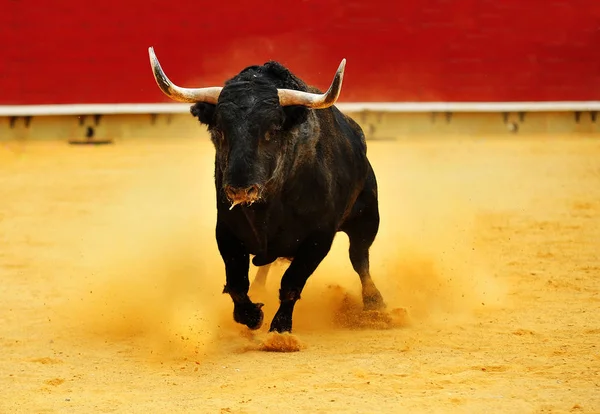 Stier Spanje Met Grote Horens Uitgevoerd Arena — Stockfoto