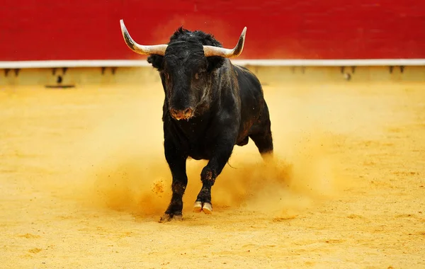 Stier Spanien Mit Großen Hörnern Läuft Stierkampfarena — Stockfoto