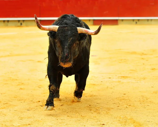 Touro Espanha Com Grandes Chifres Correndo Tournée — Fotografia de Stock