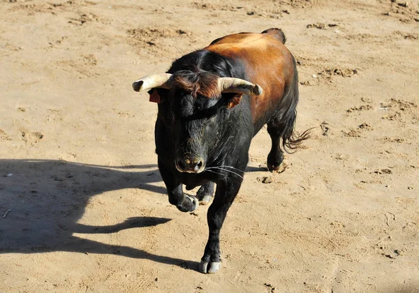 Taureau Espagne Avec Des Cornes — Photo