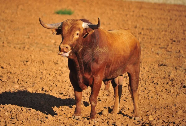 Taureau Espagne Avec Des Cornes — Photo