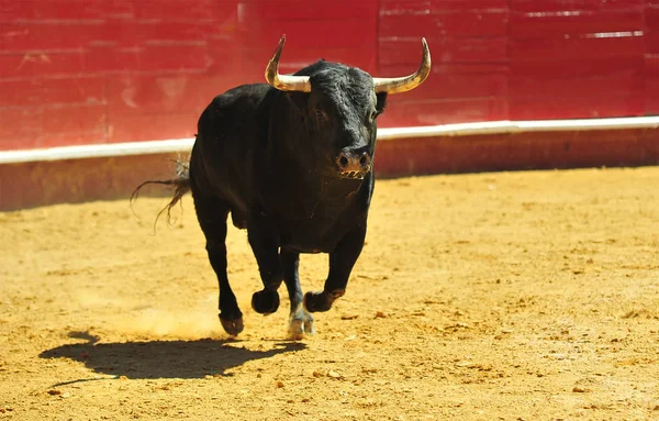 Bull Spain Horns — Stock Photo, Image