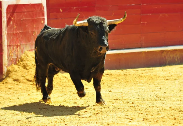 Touro Espanha Com Chifres — Fotografia de Stock