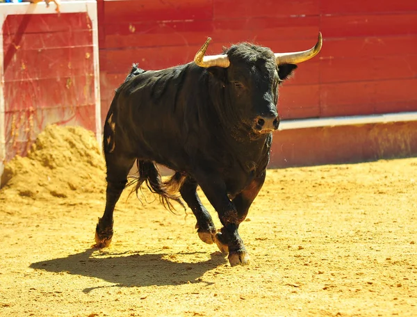 İspanya'da boğa boynuzları ile