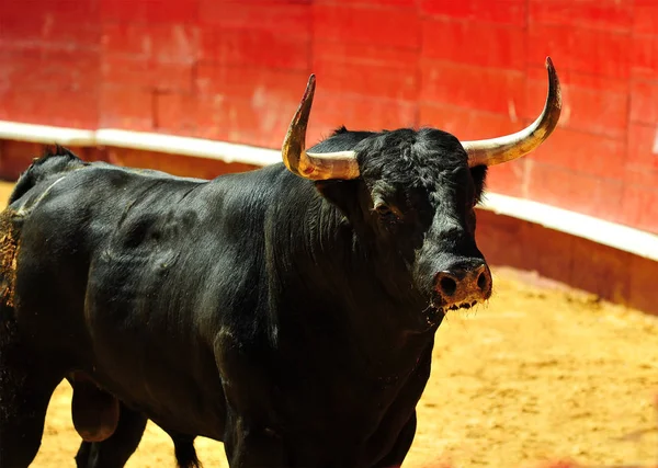 Toro España Con Cuernos — Foto de Stock