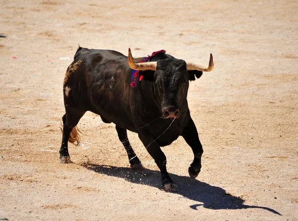 Toro España Con Cuernos — Foto de Stock