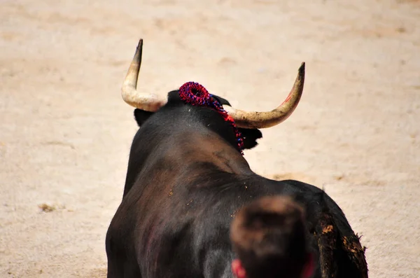 Bull Spain Horns — Stock fotografie